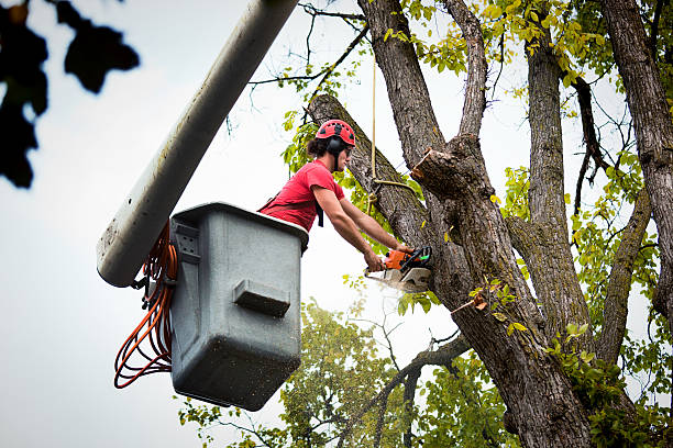 How Our Tree Care Process Works  in  Berry College, GA